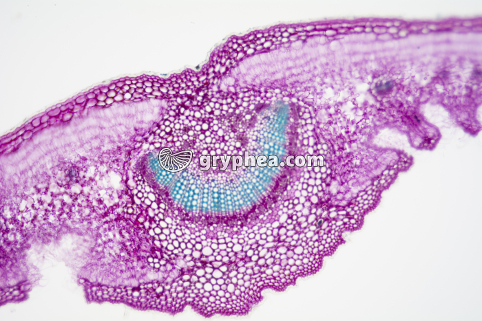 Feuille de Laurier rose crypte stomatifère CT x25 - gryphea.com